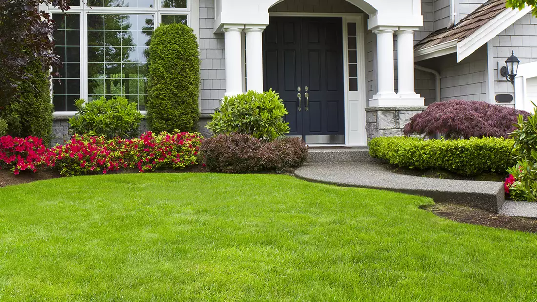 Lush Lawn image