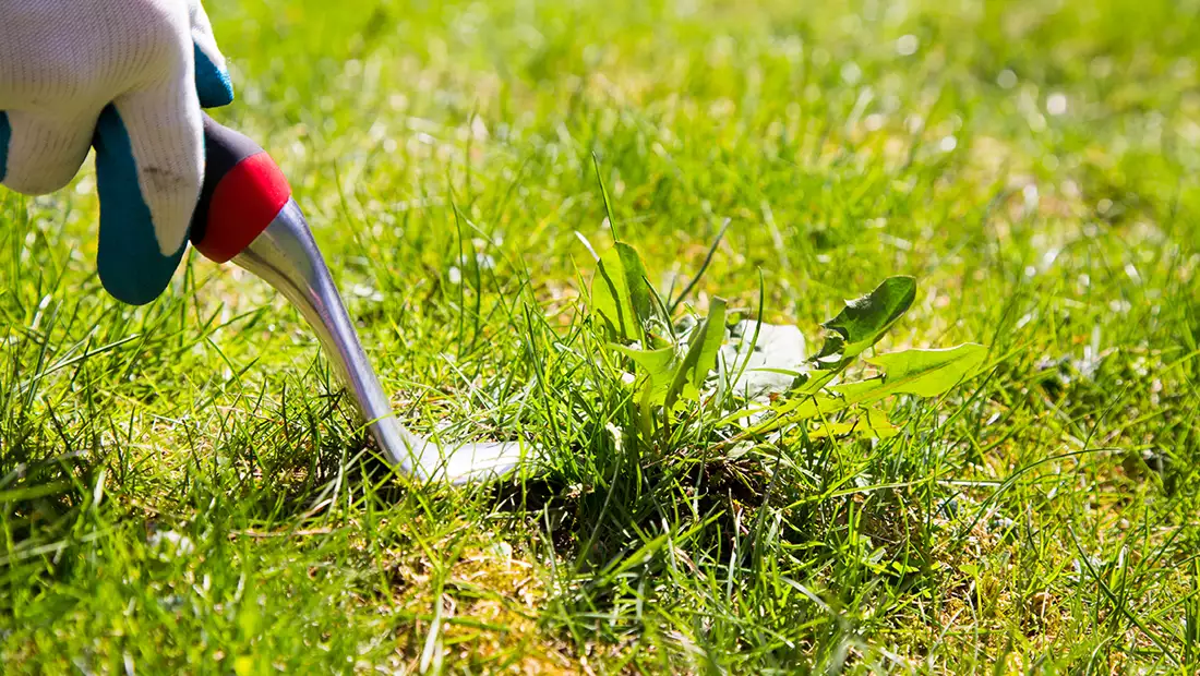 Pest & Weed Control image